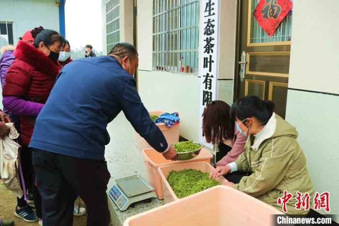 采茶工将采摘的茶叶送到收购点称重。 盛鹏 摄 河南信阳春茶迎采摘 茶农万亩茶林间谱“春曲”