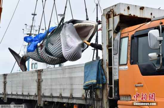 2019年7月1日,日本北海道钏路港,一头刚刚被捕获的小须鲸被起重机吊到卡车上前往鱼肉市场。 日本退出国际捕鲸委员会将满一年 议员:退出没啥不好